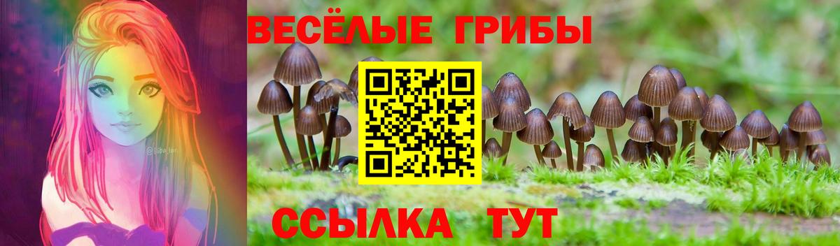 Псилоцибиновые грибы Magic Shrooms  Вход с VPN  Славгород  Псилоцибиновые грибы GOLDEN TEACHER 